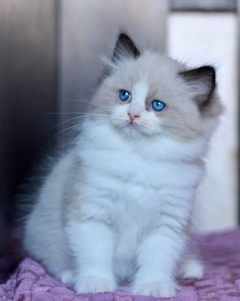 Banjo, a seal bicolour Ragdoll boy kitten