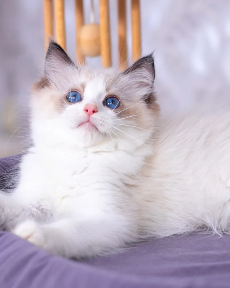Juniper, a seal bicolour Ragdoll girl kitten