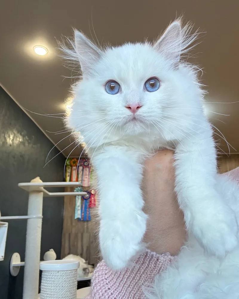 Mabel, a lilac bicolour Ragdoll girl kitten