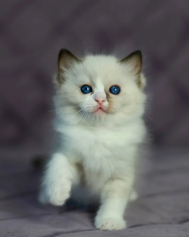 Wren, a seal mitted Ragdoll girl kitten